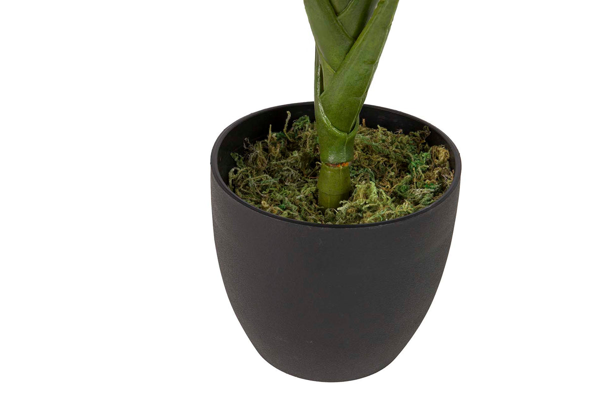 PLANTA CORDYLINE CON MACETA 55x55x75 CM