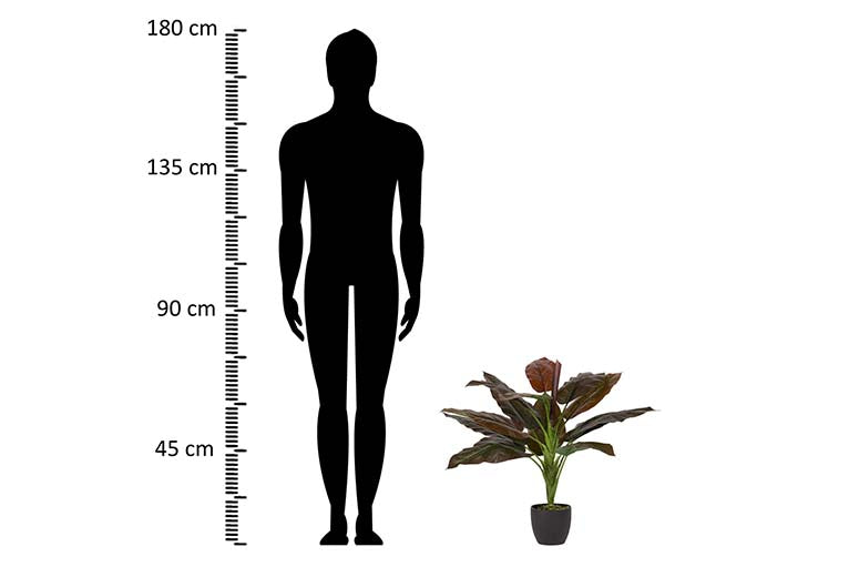 Planta Cordyline com pote de 55x55x75