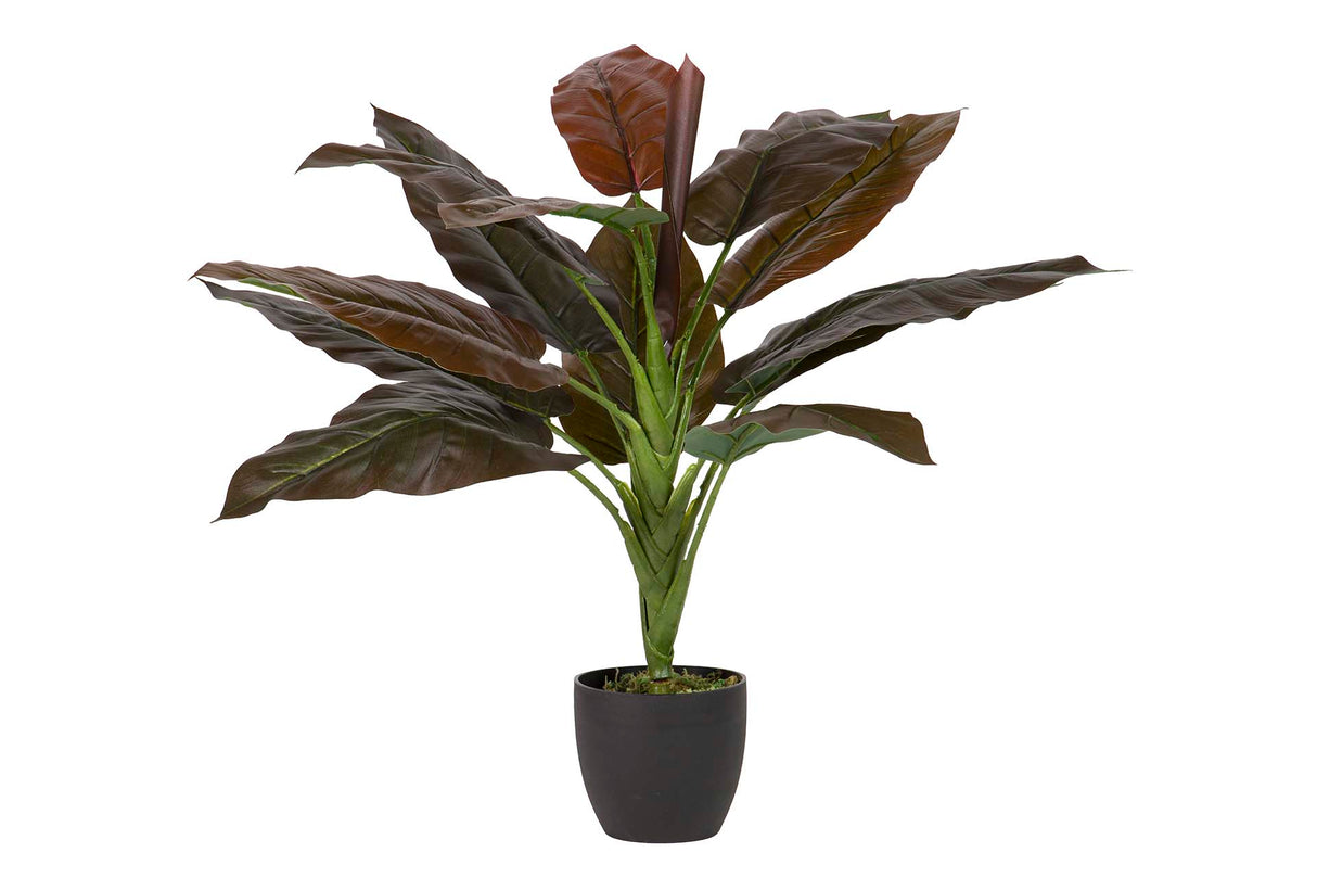 PLANTA CORDYLINE CON MACETA 55x55x75 CM