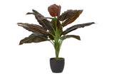 PLANTA CORDYLINE CON MACETA 55x55x75 CM