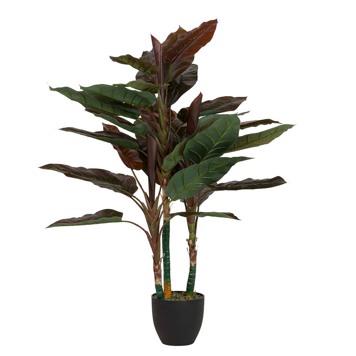 Planta cordyline com 80x80x110 cm