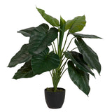 Planta de taro com pote de 60x60x75 cm