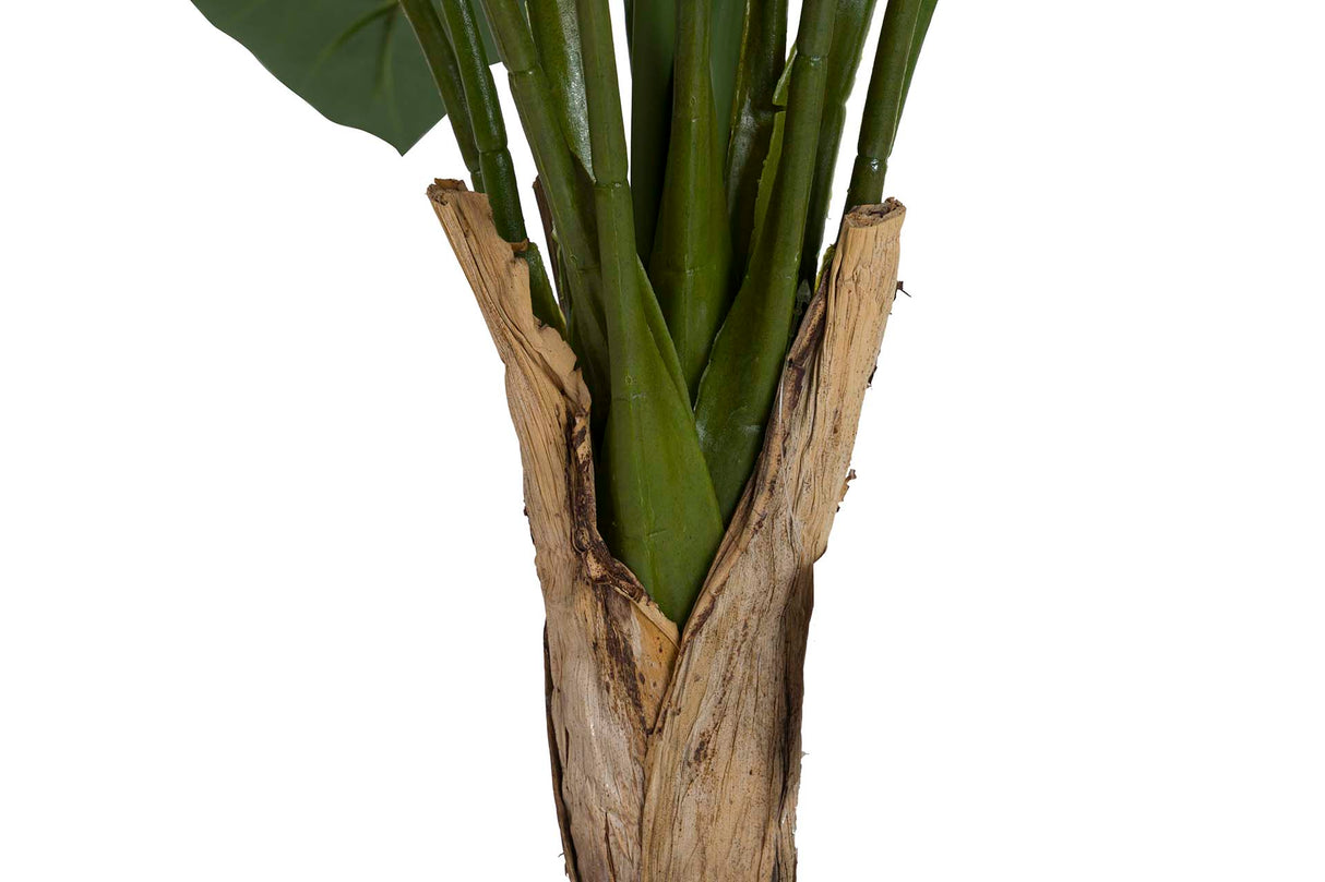 PLANTA TARO CON MACETA 95x95x120 CM