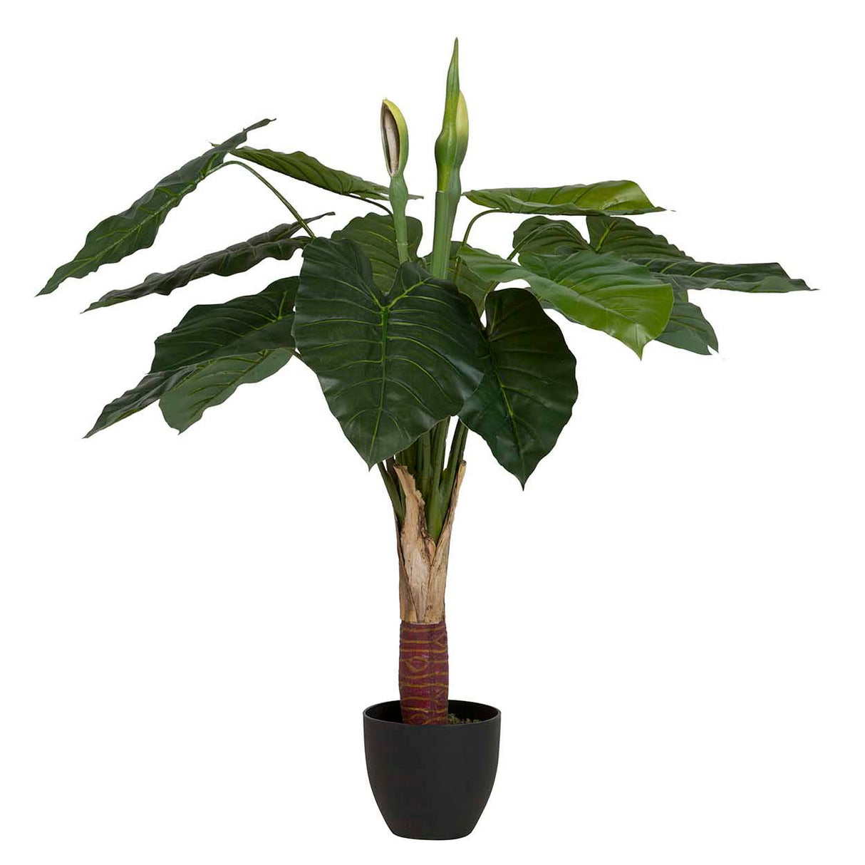 Planta de taro com panela 95x95x120 cm