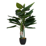 Planta de taro com 80x80x133 cm de pote