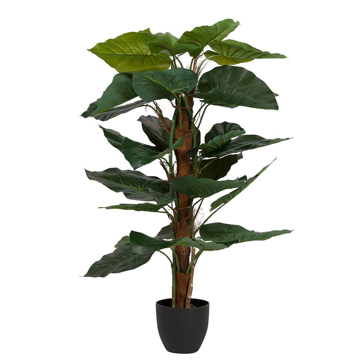 Planta de taro com pote de 65x65x120 cm