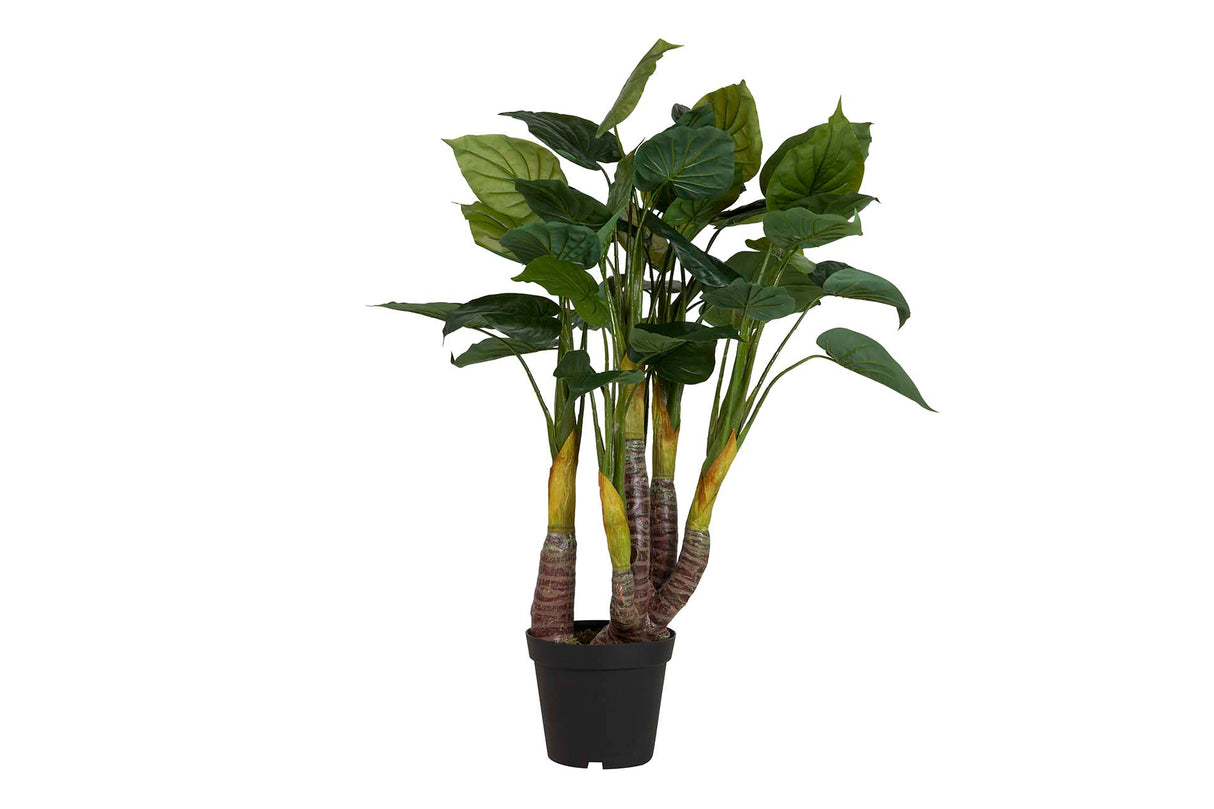 PLANTA TARO CON MACETA 55x55x125 CM