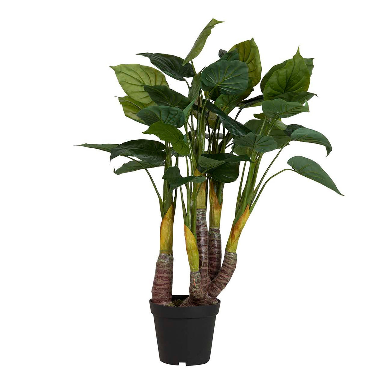 Planta de taro com pote de 55x55x125 cm