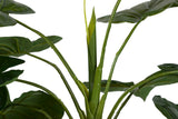 PLANTA TARO CON MACETA 65x65x120 CM