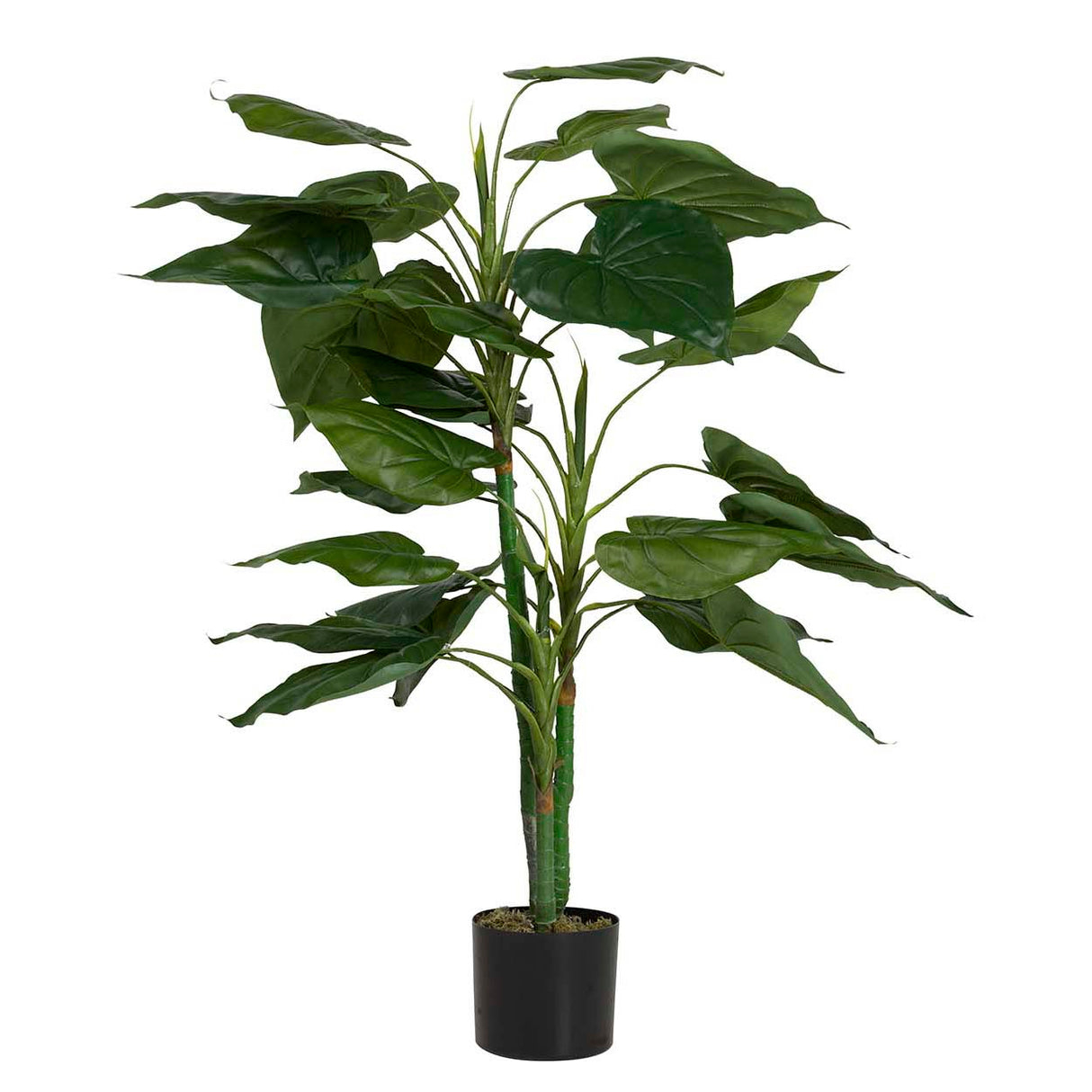 Planta de taro com pote de 65x65x120 cm