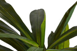 PLANTA DRACAENA FRAGRANS CON MACETA 55x55x100 CM