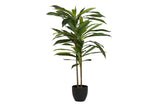 PLANTA DRACAENA FRAGRANS CON MACETA 55x55x100 CM