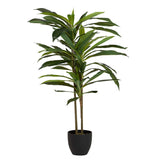 Dracaena Fragrans Plant com pote de 55x55x100 cm