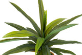 PLANTA DRACAENA FRAGRANS CON MACETA 130x40x21 CM