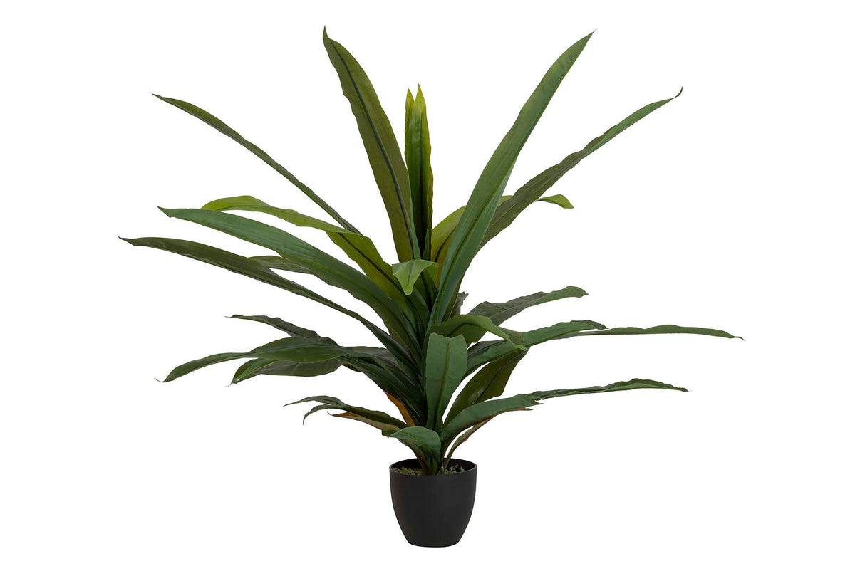 PLANTA DRACAENA FRAGRANS CON MACETA 130x40x21 CM