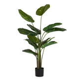 Planta de Rhaphidophora aureum com 80x80x160cm