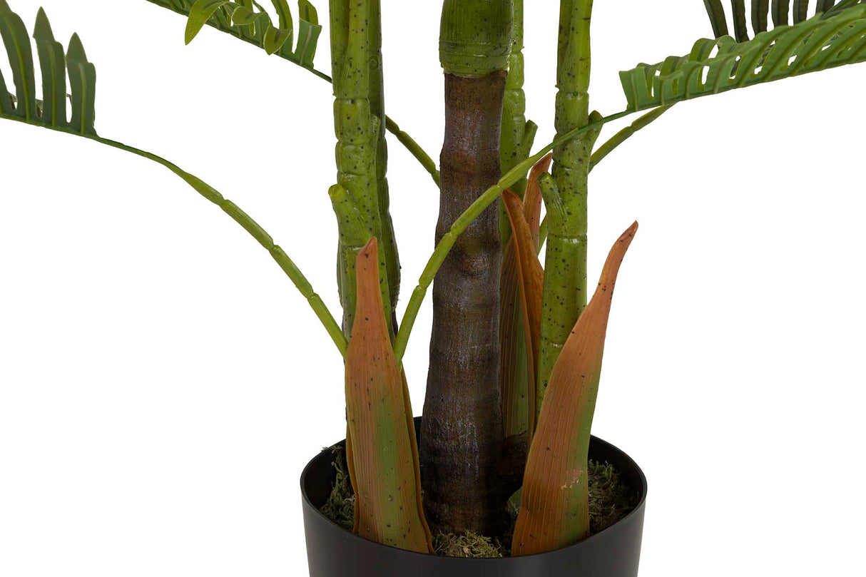 PLANTA PLAMERA ARECA CON MACETA 80x80x185 CM