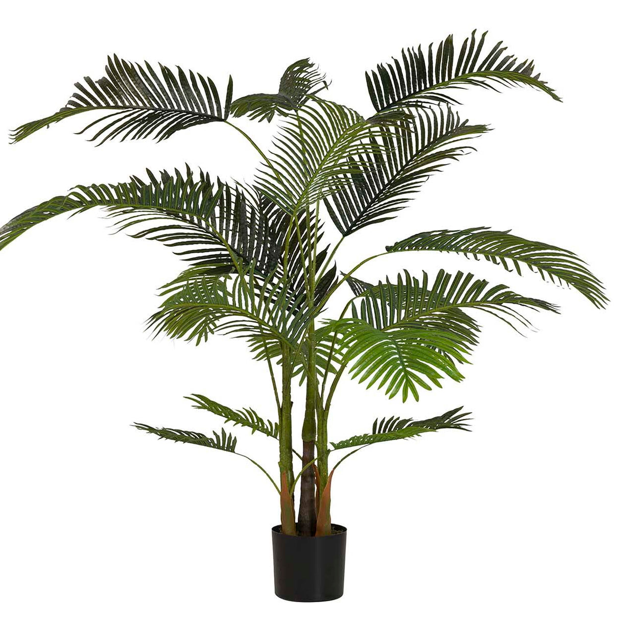 Areca Palm Plant com 80x80x185 cm
