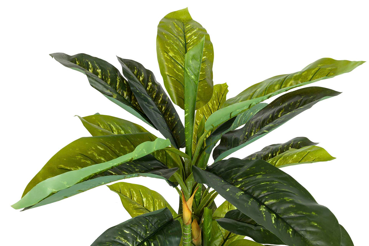 PLANTA DIEFFENBACHIA AMOENA CON MACETA 65x65x135CM