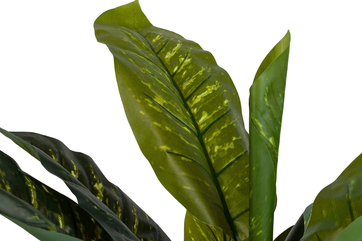 PLANTA DIEFFENBACHIA AMOENA CON MACETA 65x65x135CM