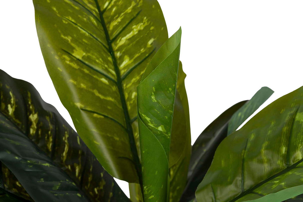 PLANTA DIEFFENBACHIA AMOENA CON MACETA 65x65x135CM