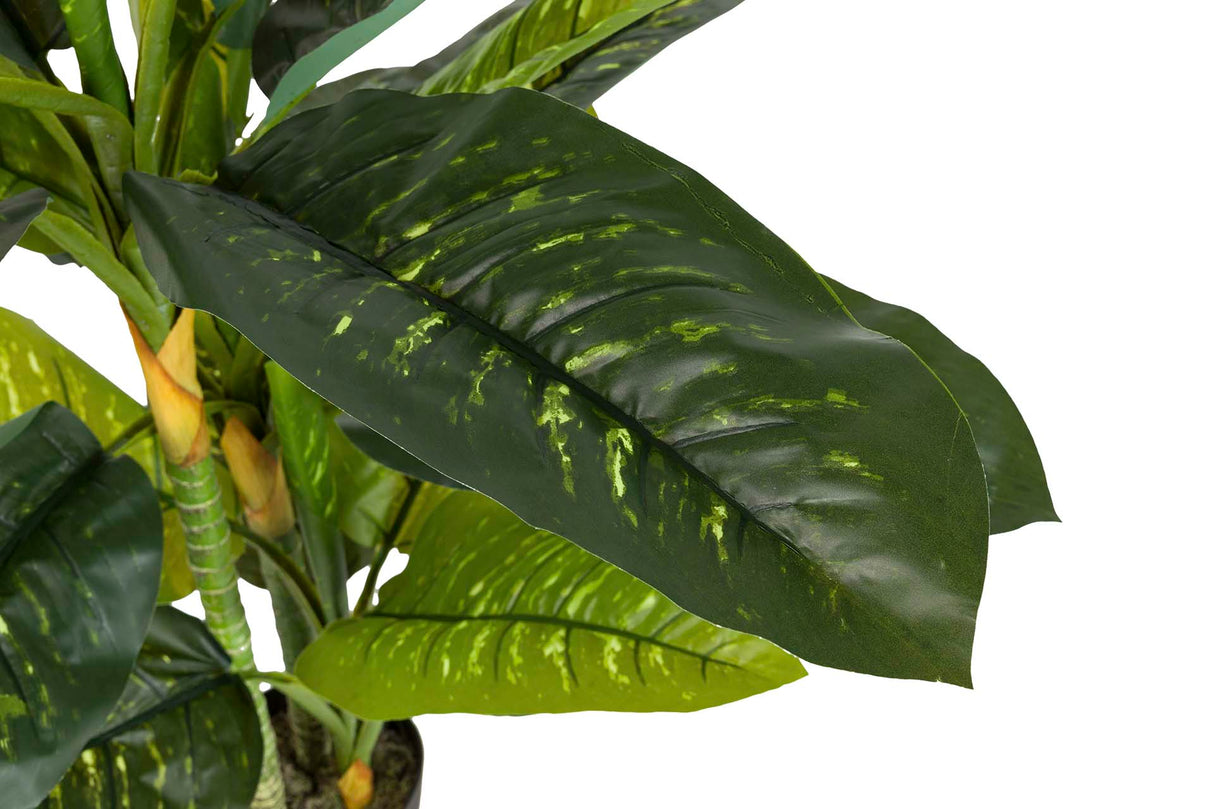 PLANTA DIEFFENBACHIA AMOENA CON MACETA 65x65x135CM