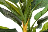 PLANTA DIEFFENBACHIA AMOENA CON MACETA 65x65x135CM