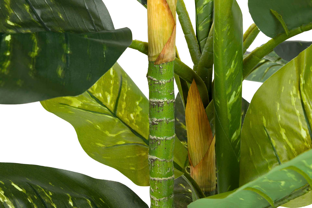 PLANTA DIEFFENBACHIA AMOENA CON MACETA 65x65x135CM