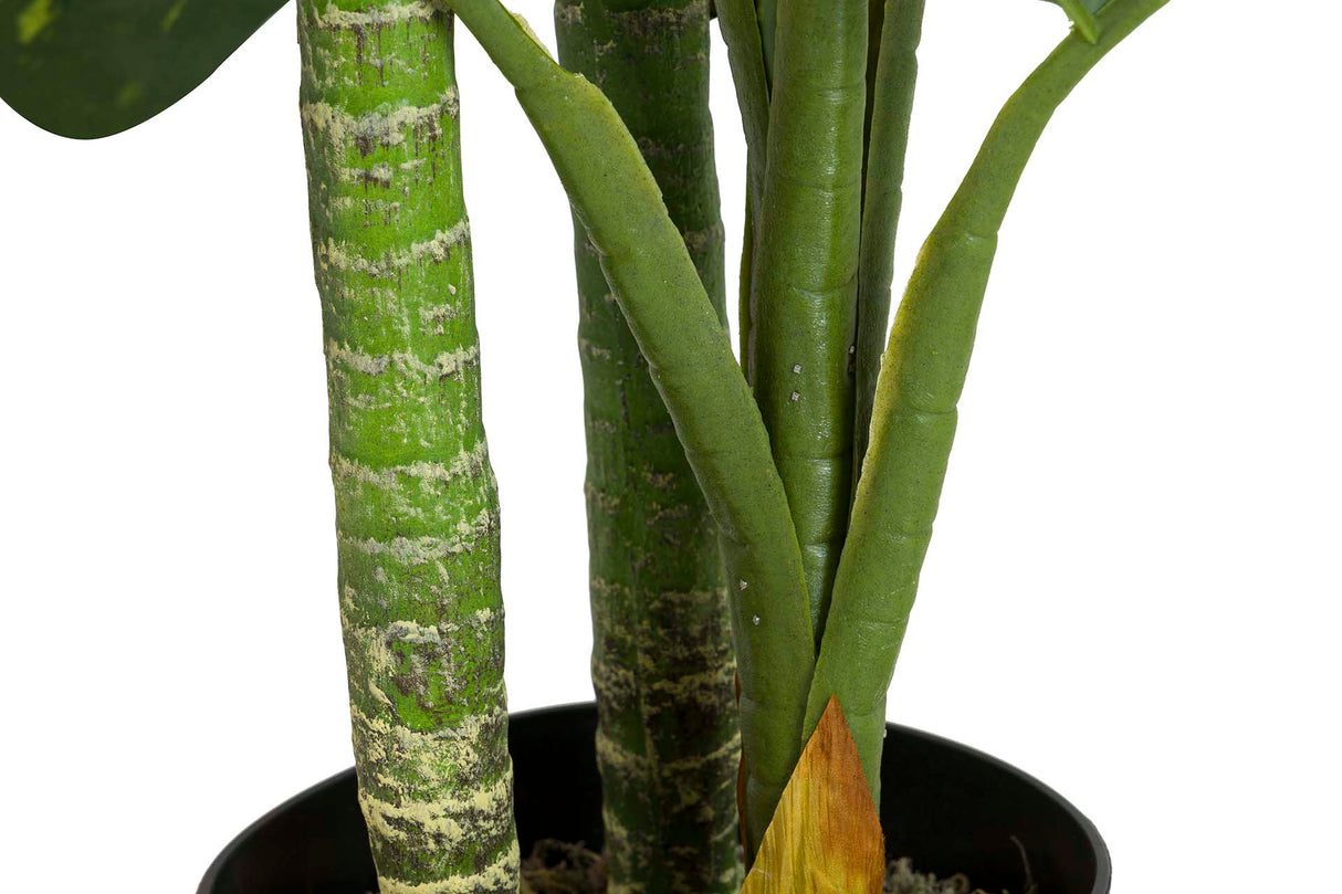 PLANTA DIEFFENBACHIA AMOENA CON MACETA 65x65x135CM