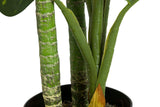 PLANTA DIEFFENBACHIA AMOENA CON MACETA 65x65x135CM