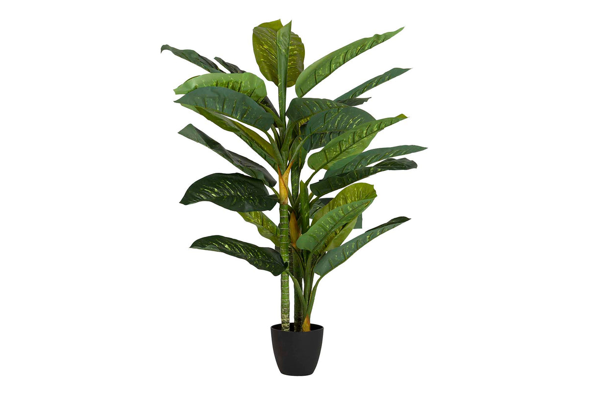 PLANTA DIEFFENBACHIA AMOENA CON MACETA 65x65x135CM