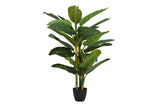 PLANTA DIEFFENBACHIA AMOENA CON MACETA 65x65x135CM