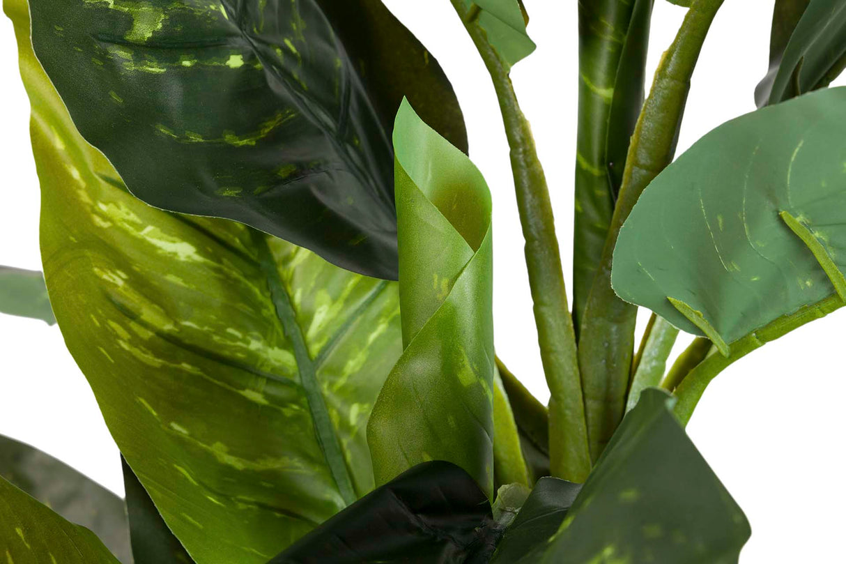 PLANTA DIEFFENBACHIA AMOENA CON MACETA 70x70x160CM