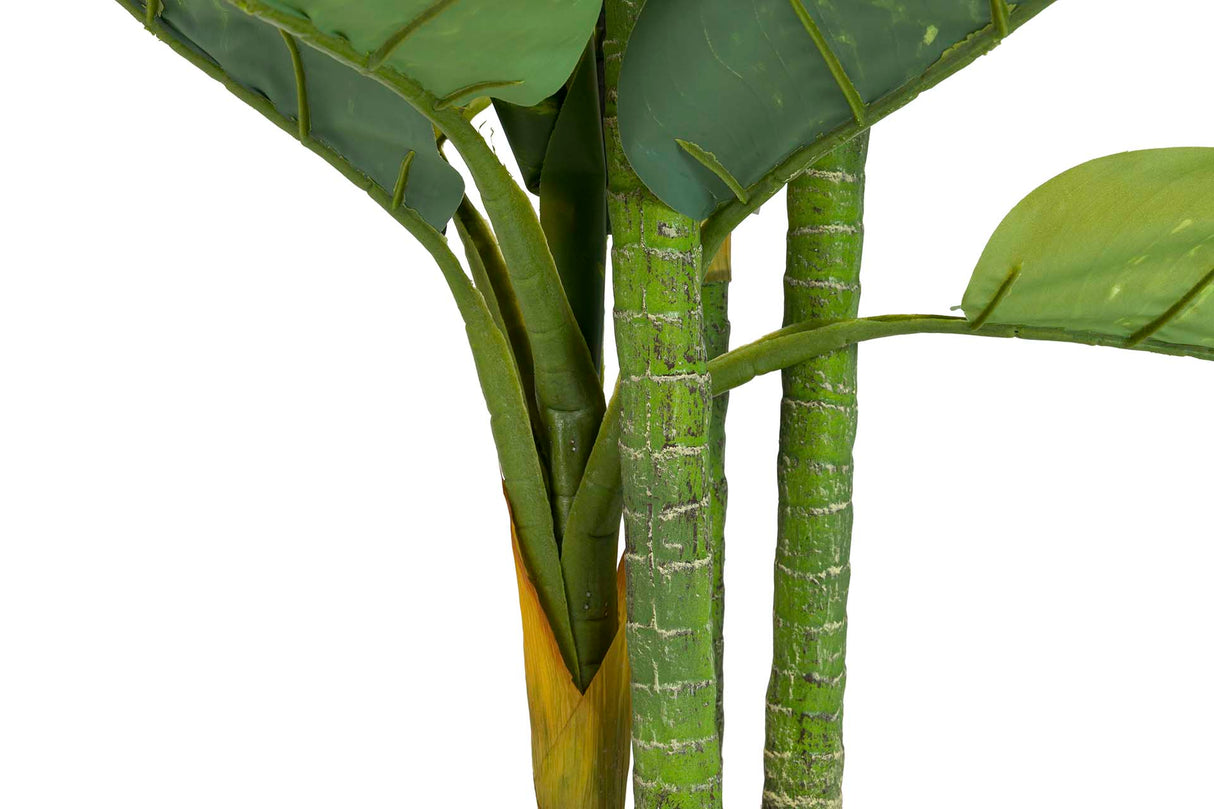 PLANTA DIEFFENBACHIA AMOENA CON MACETA 70x70x160CM