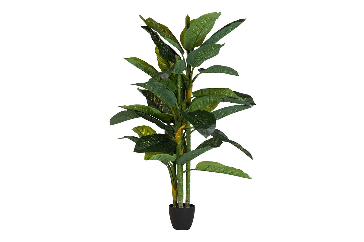 PLANTA DIEFFENBACHIA AMOENA CON MACETA 70x70x160CM