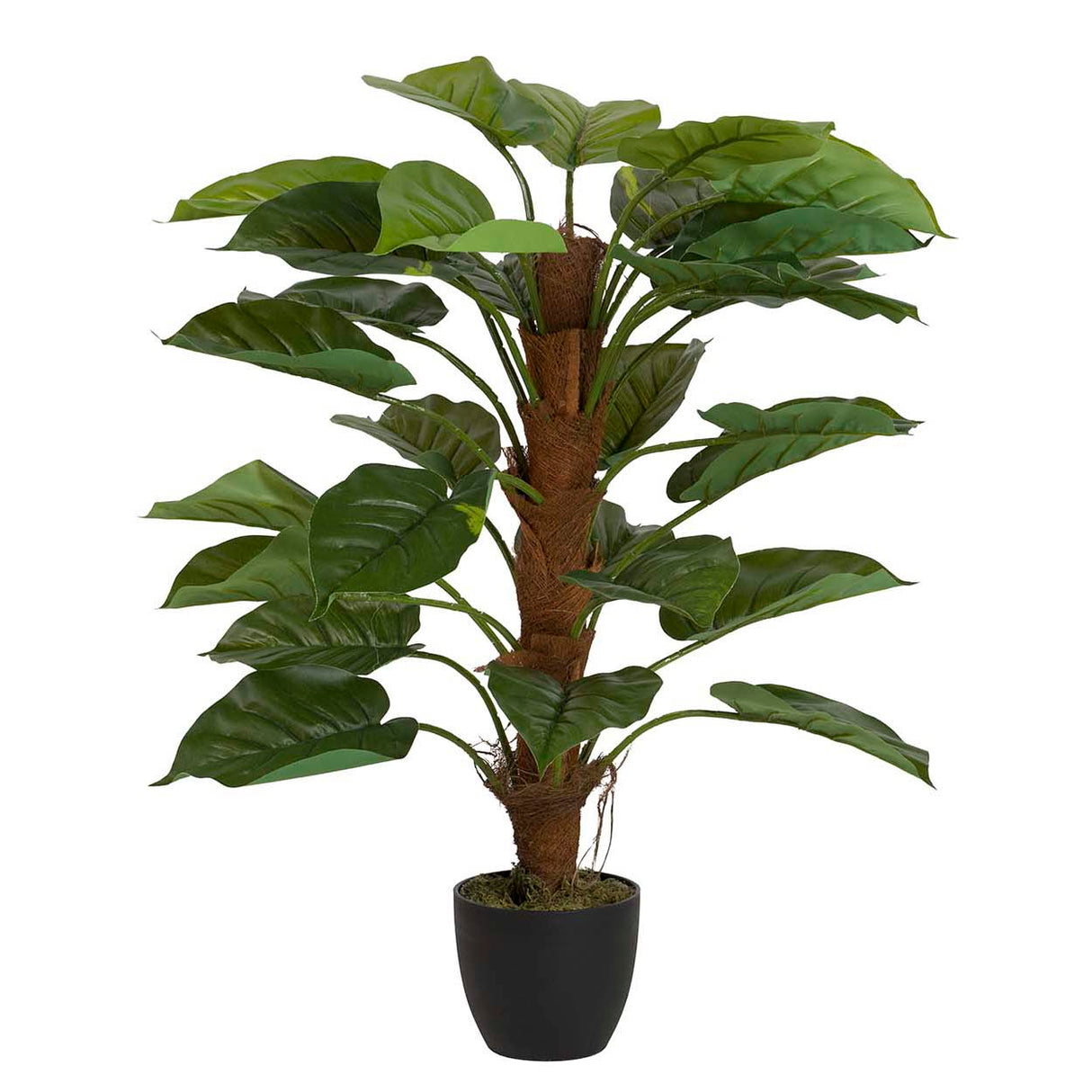 Planta de Rhaphidophora aureum com maconha de 50x50x73 cm