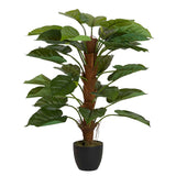 Planta de Rhaphidophora aureum com maconha de 50x50x73 cm