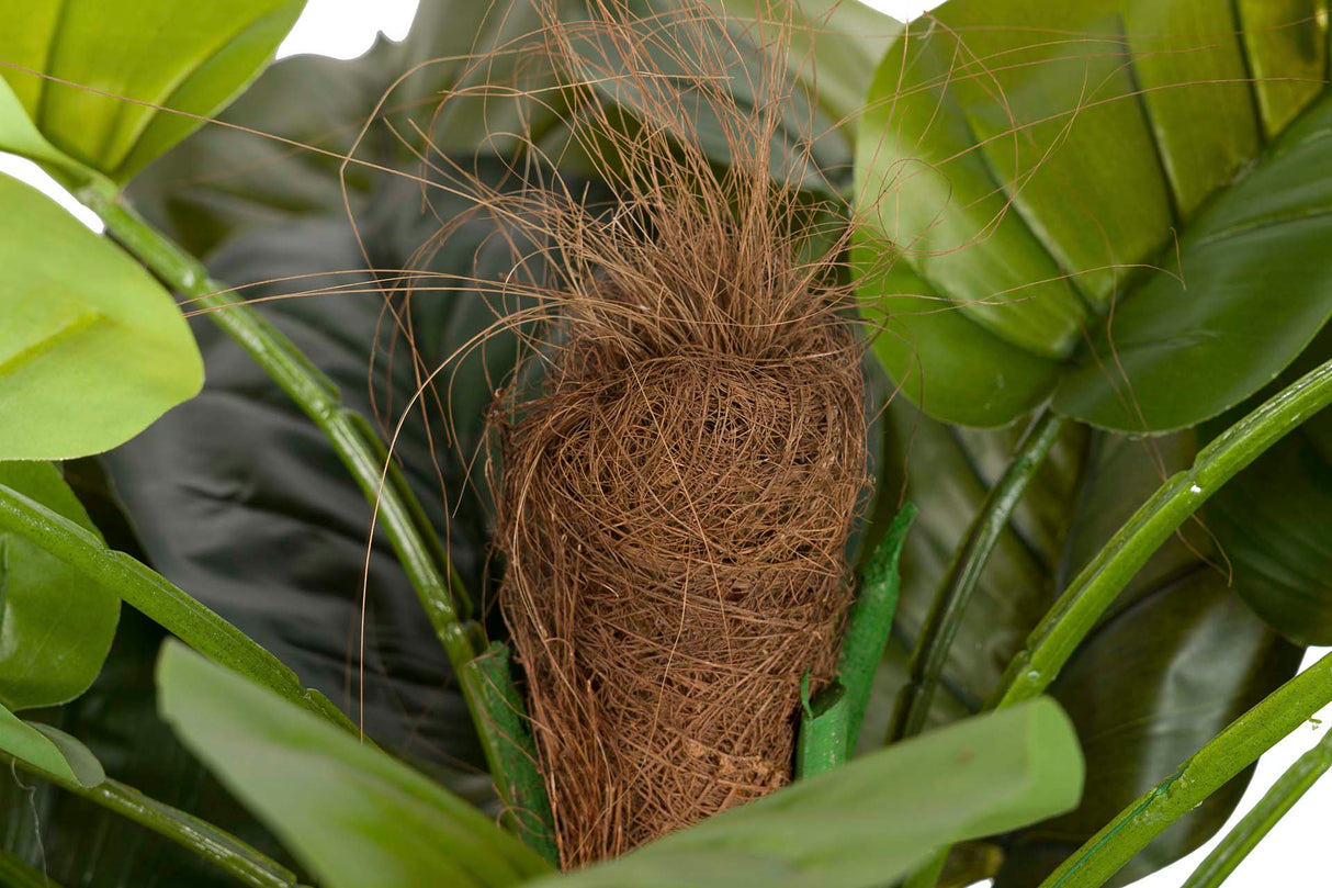 PLANTA RHADHIDOPHORA AUREUM 80x80x170 CM