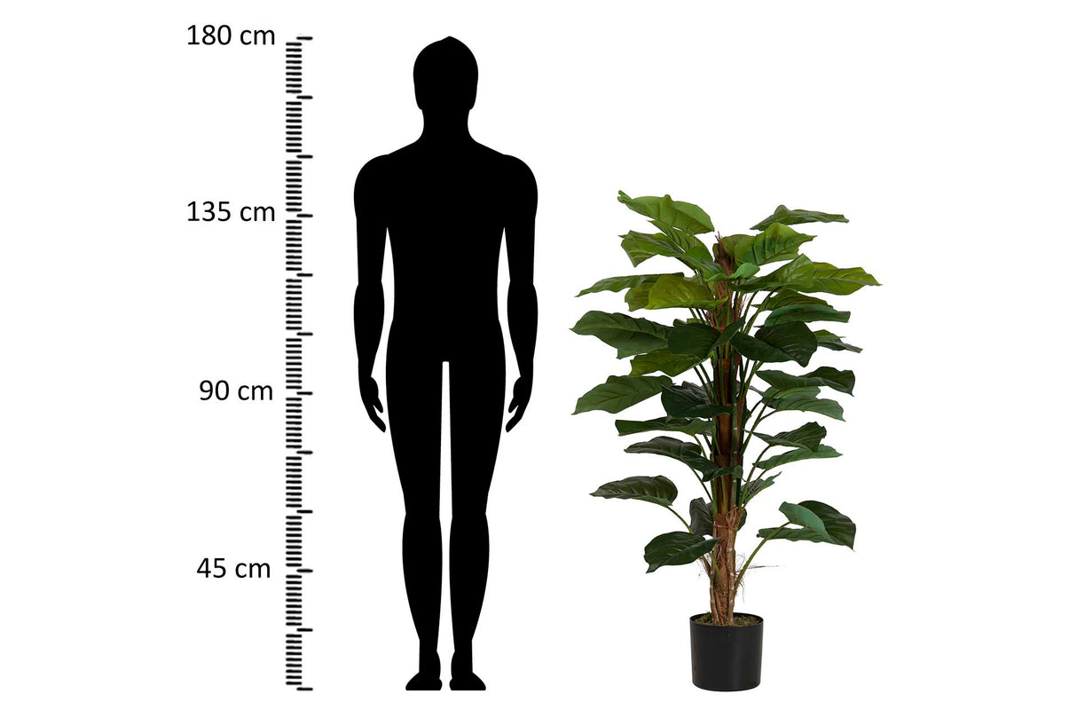 PLANTA RHADHIDOPHORA AUREUM 65x65x140 CM