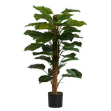 Rhadhidophora aureum 65x65x140 cm
