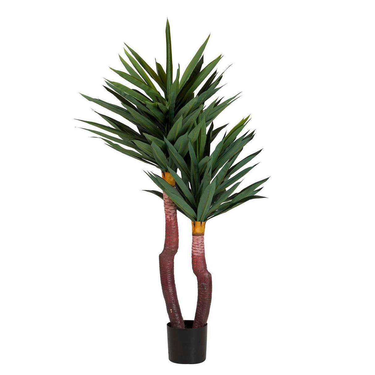 Planta de Yucca gloriosa com pote de 55x55x145 cm
