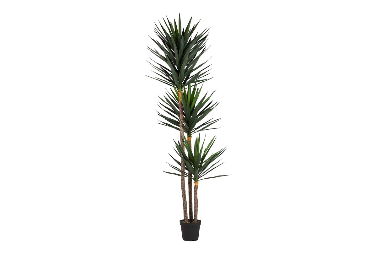 PLANTA YUCCA CON MACETA 70x70x250 CM